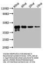 MPN_083 Antibody