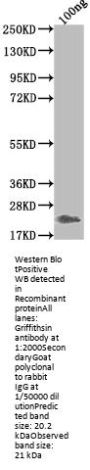 Griffithsin Antibody