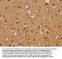 SKOR1 Antibody