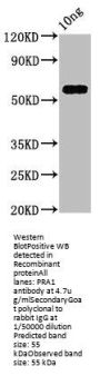 PRA1 Antibody