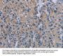 PDE4D Antibody