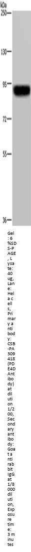 PDE4D Antibody