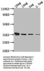 Sbk1 Antibody