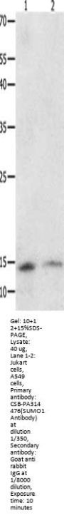 SUMO1 Antibody