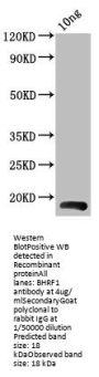 BHRF1 Antibody