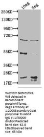degP Antibody