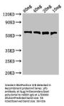 pfo Antibody