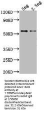 GAG Antibody
