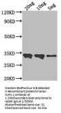 CUP1-1 Antibody