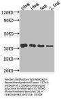 F17a-A Antibody