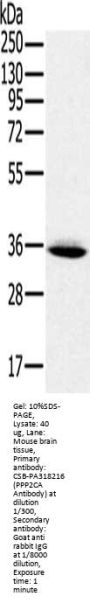 PPP2CA Antibody