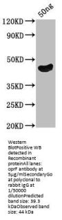 oprF Antibody