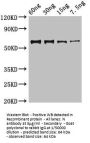 N Antibody