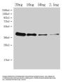 UGI Antibody