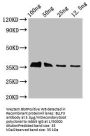 BLLF3 Antibody