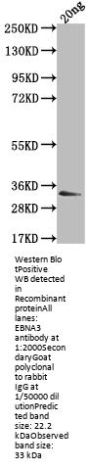 EBNA3 Antibody