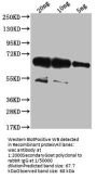 wac Antibody