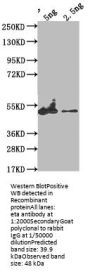 eta Antibody