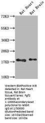 Fgf2 Antibody
