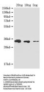 Abrin-a Antibody