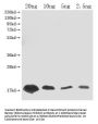 Barstar (Ribonuclease inhibitor) Antibody