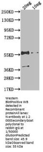 N Antibody