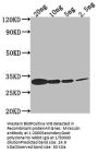 Miraculin Antibody