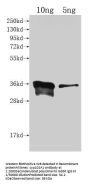 cyp102A1 Antibody