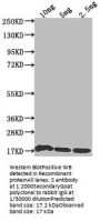 S Antibody