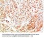 MAPK3 Antibody