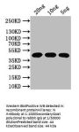 N Antibody