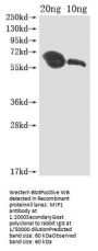 MIP1 Antibody