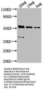 MCP Antibody