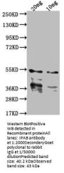 IPAB Antibody