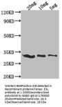 E3L Antibody