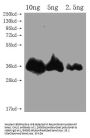 CHLI1 Antibody