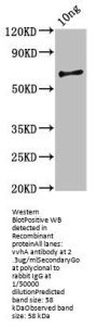 vvhA Antibody