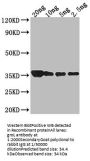 groL Antibody