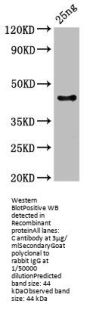 C Antibody