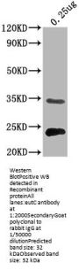 eutC Antibody