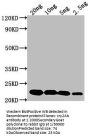 cry2Ab Antibody