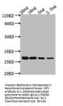 CRTI Antibody