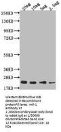 mtl-1 Antibody