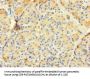 CTRB1 Antibody