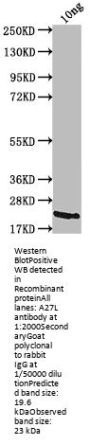 A27L Antibody