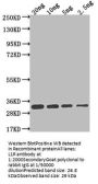 L1R Antibody