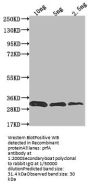 prfA Antibody