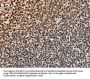 NUP50 Antibody