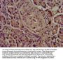 CEL Antibody