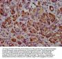 CEL Antibody